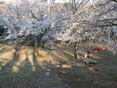 桜コースター⑥.jpg